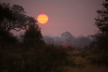 Sonnenaufgang - Krüger Park Südafrika / Sunrise - Kruger Park South Africa /