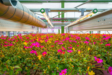 Flowers growing under indoor lighting in an industrial greenhouse, Almere, Flevoland, Netherlands, August, 2022