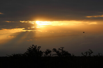 Sonnenaufgang - Krüger Park Südafrika / Sunrise - Kruger Park South Africa /