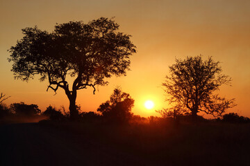 Naklejka na ściany i meble Sonnenaufgang - Krüger Park Südafrika / Sunrise - Kruger Park South Africa /