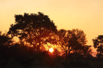 Sonnenaufgang - Krüger Park Südafrika / Sunrise - Kruger Park South Africa /