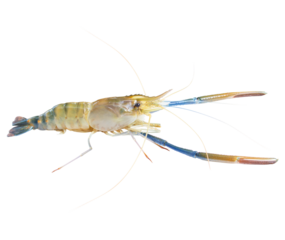 Fresh prawns, river prawns that live in freshwater, natural tropics. 