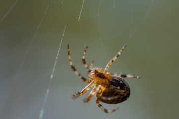 Close-up macro shot of a European cruciform garden spider, Araneus diadematus, sitting in a cobweb