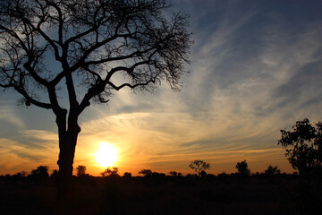 Fototapeta na wymiar Sonnenaufgang - Krüger Park Südafrika / Sunrise - Kruger Park South Africa /