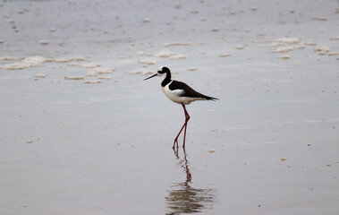 Photograph of a White-backed stilt. The bird was found on the beach of Atlântida, in Rio Grande do Sul, Brazil.