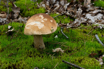 White mushroom in the forest against the background of green vegetation. Awesome boletus grows in wildlife. Porcini bolete mushrooms. Soft focus