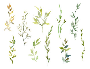 Watercolor greenery sprigs & leaves - 522523454