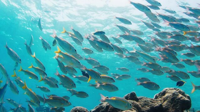 School of fish swim underwater in the sea. Tropical reef with abundance of fishes in the Maldives