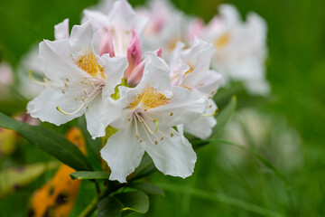 Lovely white Rhododendron flower selective focus, blurred background. Close-up view to beautiful blooming white rhododendron i