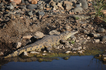 Nilkrokodil / Nile crocodile / Crocodylus niloticus