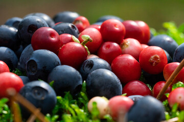 Wild berries on a green vegetative background in the forest.