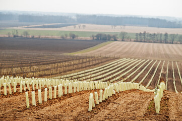 Fototapeta na wymiar Fields with vineyards in early spring at South Moravia, Czech Republic.