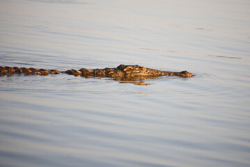 Nilkrokodil / Nile crocodile / Crocodylus niloticus