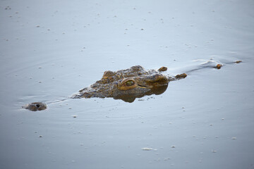 Nilkrokodil / Nile crocodile / Crocodylus niloticus