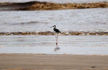 Photograph of a White-backed stilt. The bird was found on the beach of Atlântida, in Rio Grande do Sul, Brazil.