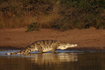 Nilkrokodil / Nile crocodile / Crocodylus niloticus