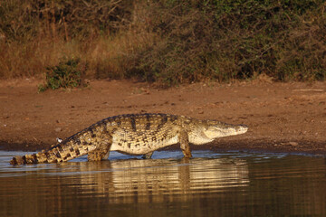 Nilkrokodil / Nile crocodile / Crocodylus niloticus
