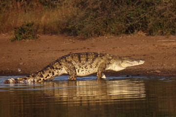 Nilkrokodil / Nile crocodile / Crocodylus niloticus