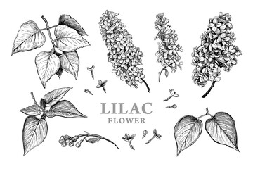 Set of hand drawn luxurious flowers and leaves of Lilac. Vector illustration of plant elements for floral design. Black and white sketch isolated on a white background. Beautiful bouquet of Lila - 522524260