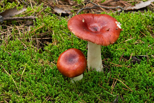 Edible mushroom Russula vinosa in the moss in the wet spruce forest. Mushroom with yellow-red cap and white stem. Autumn time, natural condition