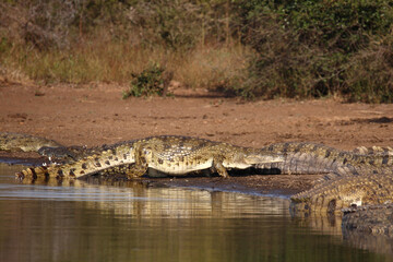 Nilkrokodil / Nile crocodile / Crocodylus niloticus