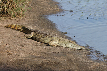 Nilkrokodil / Nile crocodile / Crocodylus niloticus