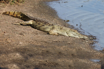 Nilkrokodil / Nile crocodile / Crocodylus niloticus