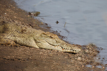 Nilkrokodil / Nile crocodile / Crocodylus niloticus