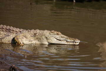 Nilkrokodil / Nile crocodile / Crocodylus niloticus