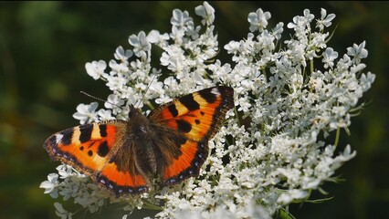 Butterfly urticaria on a white flower eats nectar.
