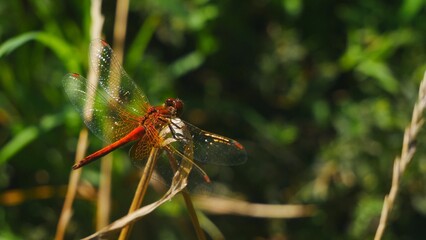 Red dragonfly hunts sitting on a dry stalk.