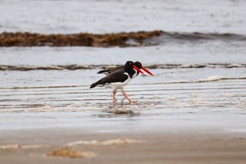 The beauty of American oystercatcher found in Xangri-lá in Rio Grande do Sul, Brazil.