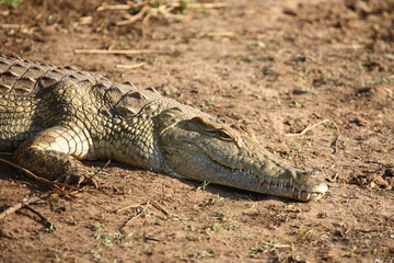 Fototapeta premium Nilkrokodil / Nile crocodile / Crocodylus niloticus