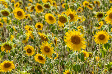 Fototapeta premium Field of sunflowers near Arles in France