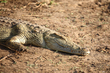 Nilkrokodil / Nile crocodile / Crocodylus niloticus