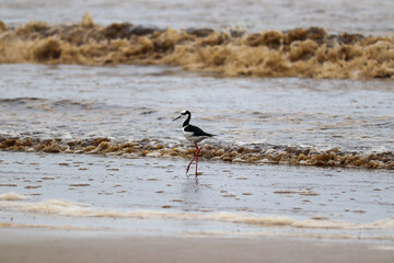 Photograph of a White-backed stilt. The bird was found on the beach of Atlântida, in Rio Grande do Sul, Brazil.