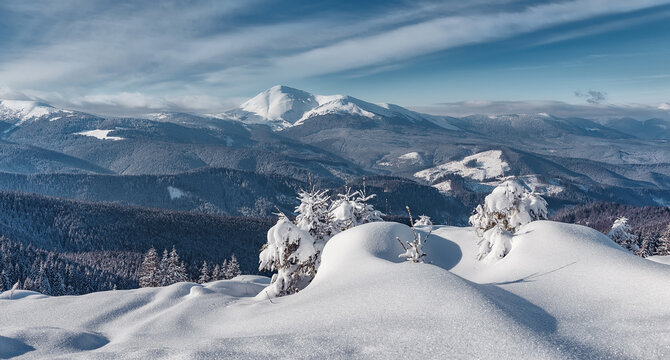 Majestic Carpathian Mountains in winter. Wonderful Wintry Landscape. Awesome alpine Highland at Sunny day. Amazing view on snowcovered mountains and white spruces under Sunlight sparkling in the snow
