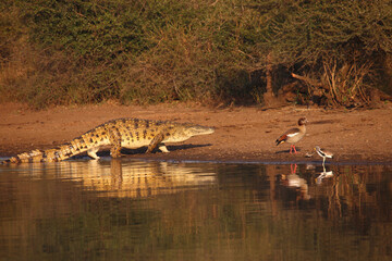Nilkrokodil und Nilgans / Nile crocodile and Egyptian goose / Crocodylus niloticus et Alopochen...