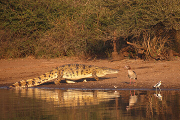 Nilkrokodil und Nilgans / Nile crocodile and Egyptian goose / Crocodylus niloticus et Alopochen aegyptiacus..