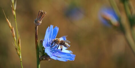 bee on a chicory flower collecting pollen