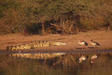 Nilkrokodil und Nilgans / Nile crocodile and Egyptian goose / Crocodylus niloticus et Alopochen...