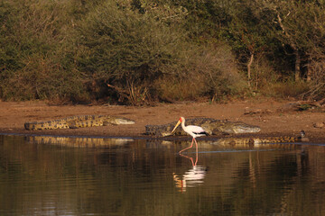 Nilkrokodil und Nimmersatt / Nile crocodile and Yellow-billed stork / Crocodylus niloticus et Mycteria ibis