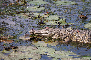 Nilkrokodil und Libelle / Nile crocodile and Dragon-Fly / Crocodylus niloticus et Anisoptera