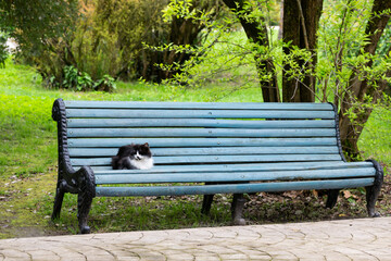 cute fluffy kitty is lying on a wooden bench in a city park. The life of street homeless animals