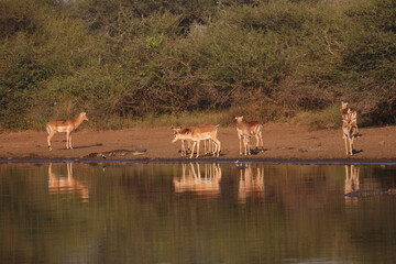Schwarzfersenantilope / Impala / Aepyceros melampus