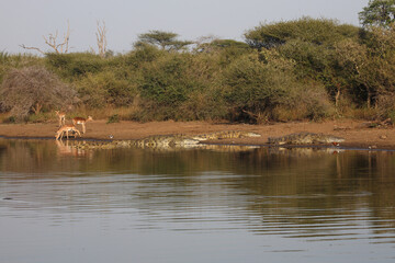 Schwarzfersenantilope / Impala / Aepyceros melampus