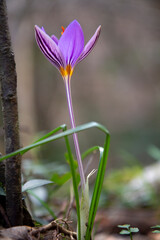 Obraz premium close up of beauty violet crocus