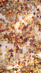 Top view of a ground covered by tree leaves with autumn colors.