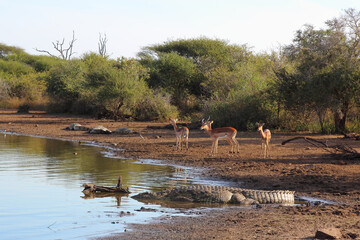 Schwarzfersenantilope / Impala / Aepyceros melampus
