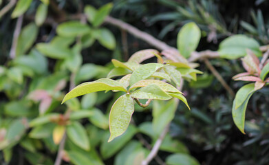 Photograph of a beautiful Pereskia aculeata.